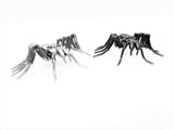 Insect - Spider