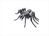 Insect - Spider