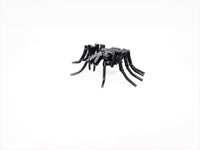 Insect - Spider