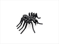 Insect - Spider