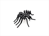 Insect - Spider