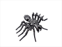 Insect - Spider