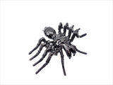 Insect - Spider