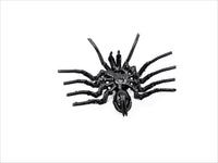 Insect - Spider