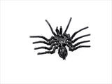 Insect - Spider