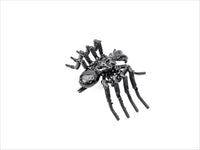 Insect - Spider