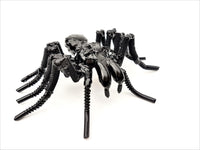 Insect - Spider