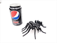 Insect - Spider