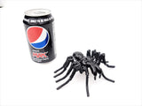 Insect - Spider