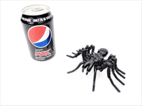 Insect - Spider