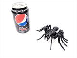 Insect - Spider