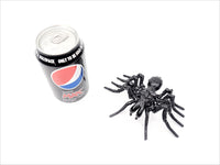 Insect - Spider