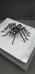 SPIDER MAPSPID