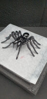 Insect - Spider