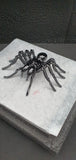 Insect - Spider