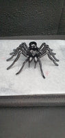 Insect - Spider