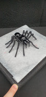 Insect - Spider