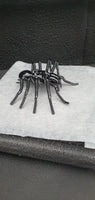 Insect - Spider