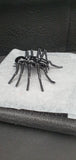 Insect - Spider