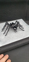Insect - Spider