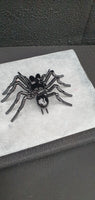Insect - Spider