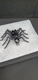Insect - Spider