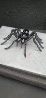 Insect - Spider