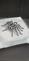 Insect - Spider
