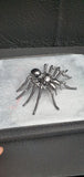 Insect - Spider