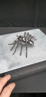 Insect - Spider
