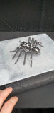 Insect - Spider