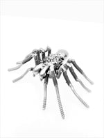 Insect - Spider