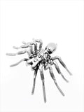 Insect - Spider