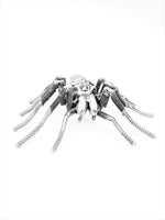 Insect - Spider