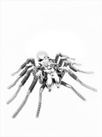 Insect - Spider