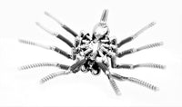 Insect - Spider
