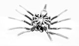 Insect - Spider