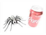 Insect - Spider