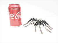 Insect - Spider