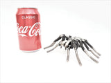 Insect - Spider